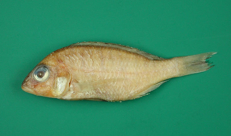 Placidochromis pallidus 'Chuanga'